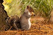 Squirrel Removal Services in Polk County | Critter Control