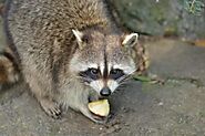 Raccoon Removal - Critter Control® of Polk County