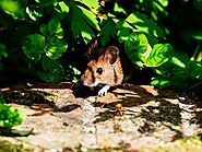 Rodent pest control Services in Tampa - Critter Control