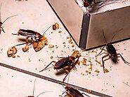 Cockroach Control and Removal in Tampa | Critter Control®