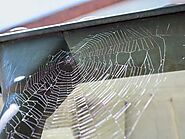 Spider Control and Removal in Tampa | Critter Control®