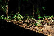 The Impact of Climate Change on Agriculture