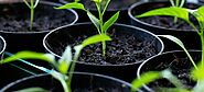 How Water-Soluble Fertilizers Support Resilient Farming