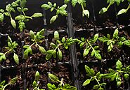 Making Water-Soluble Fertilizers Part of a Climate-Resilient Strategy