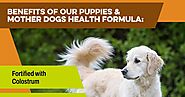 Puppy to Senior: A Nutritional Guide for Every Life Stage
