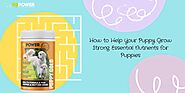 How to Help Your Puppy Grow Strong: Essential Nutrients for Puppies