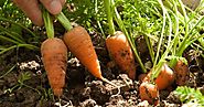 Want to start organic gardening but No Sun ? Try these easy vegetables