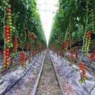 How to Grow (Lots of) Tomatoes Organically – Plus Innovative Gardening Techniques - News Prepper