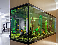 Aquariums mounted in wall. Constructing & building company