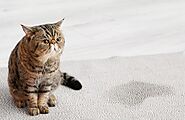 The Ultimate Guide to Removing Cat Urine from Carpet