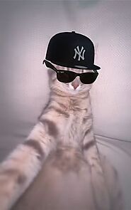 Cat with cap