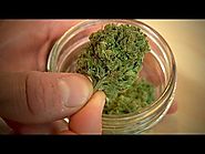 The Scientist - BBC Medical Marijuana Weed ✔ BBC Documentaries 2015
