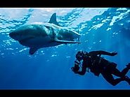 Worlds Deadliest Shark Attack Coast(full documentary)HD