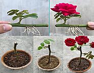 Ultimate Guide to Reproduce and Grow Roses From Cuttings