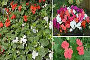 How to grow and care for Busy Lizzie (Impatiens walleriana)