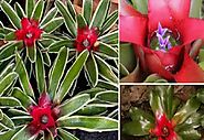 How To Grow and Care For The Blushing Bromeliad (Neoregelia Carolinae)