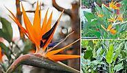 Tips for Growing Bird Of Paradise Plants Indoors and Outdoors