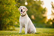 Labrador Retrievers