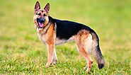 German Shepherd Dog