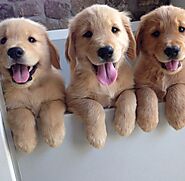 Golden Retrievers