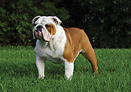 Bulldogs