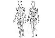 Lymphatic Services - Lymphatic Therapy Services