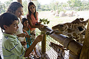 11 Interactive Zoos