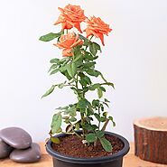 Buy Orange Roses online from Nurserylive at lowest price.