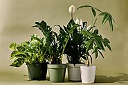 Top 10 Indoor Plants To Fit for Every Corner of Your Home | Nurserylive