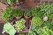 Plants Medicine : Top 150 plants used as medicine | Nurserylive
