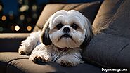 ShihTzu