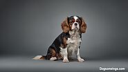 Cavalier King Charles Spaniel