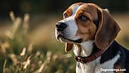 Beagle