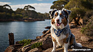 Australian Shepherd