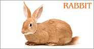 Short Animal Captions for Instagram