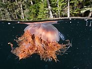 Colossal Sea Creature Photos -- National Geographic