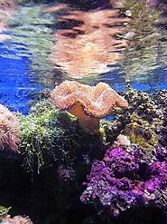 Ocean Animal Encyclopedia