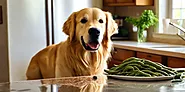 Can Dogs Eat Green Beans? Health Safety and Tips for Pet Owners