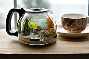 Plants and Coffee // Let's make a coffee pot Terrarium!