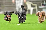 Artificial Turf for Dogs in Phoenix, AZ: How to Choose Pet-Friendly Turf