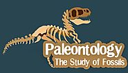Paleontology - The study of Fossils - General Knowledge | Mocomi Kids