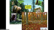 Types of Forests Review 3rd grade