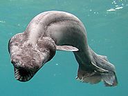 Deep-Sea Creature Photos -- National Geographic