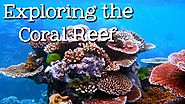 Exploring the Coral Reef: Learn about Oceans for Kids - FreeSchool