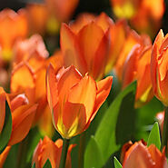 Buy Orange Color Flower Bulbs online from Nurserylive at lowest price.