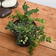 Buy Creeping fig Plant, Ficus pumila - Plant online from Nurserylive at lowest price.