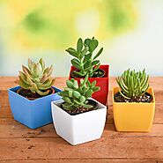 Buy Desert Plants online from Nurserylive at lowest price.