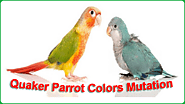 Quaker Parrot Colors Mutation: A Spectrum of Colors - Parrot Expert