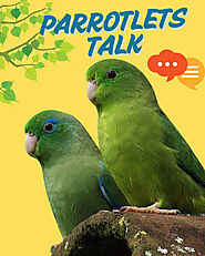 How Well Do Parrotlets Speak? Understanding Their Vocalization | Petlife
