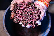 Vermicomposting: Turning Waste into Black Gold